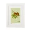 Pint Size Weta Print (A4) Kiwiana