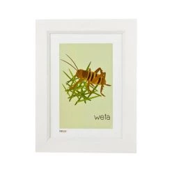 Pint Size Weta Print (A4) Kiwiana